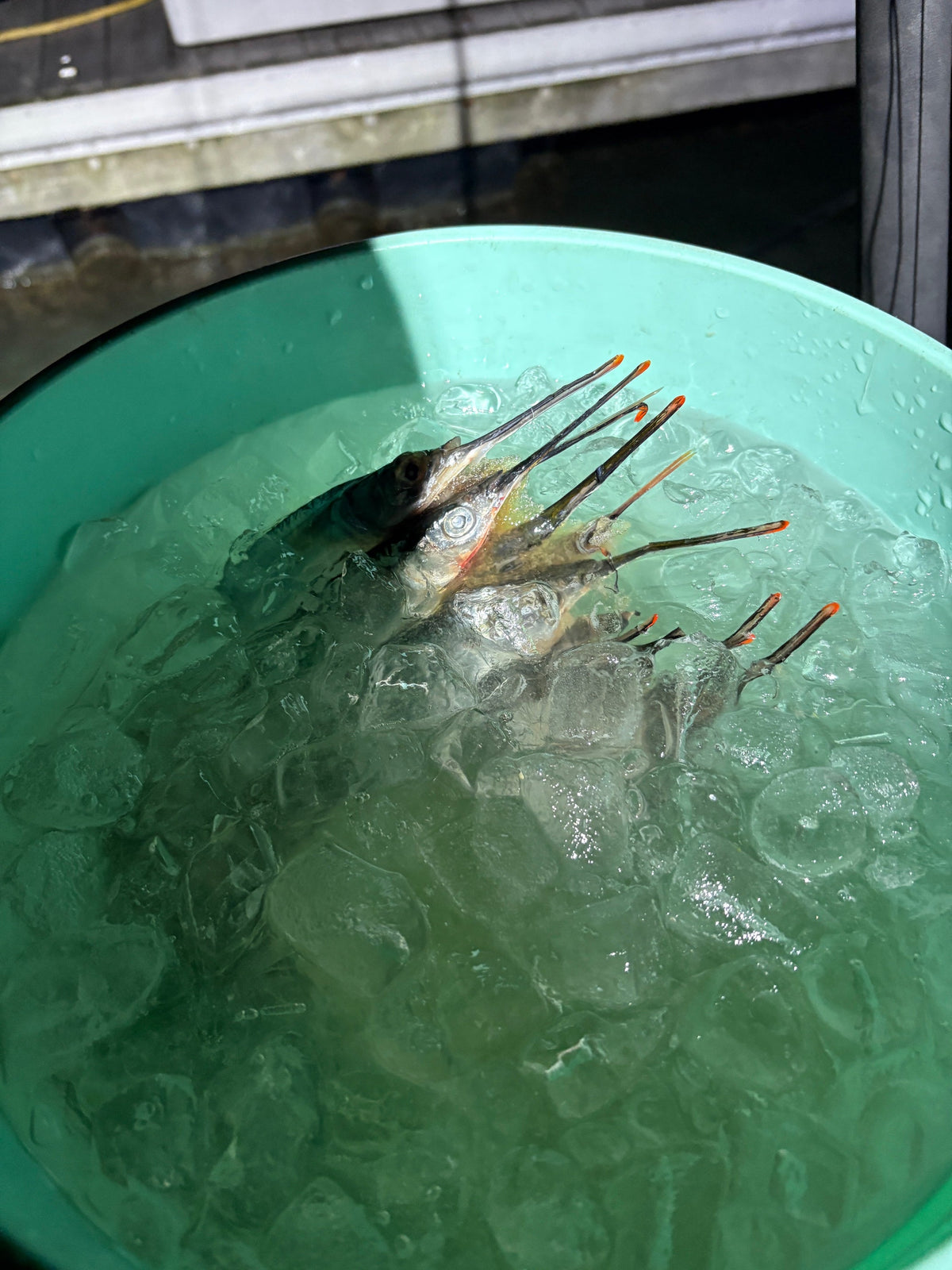 Dead Bait Solutions: The Ultimate Tournament-Grade Bait Brine – view 3